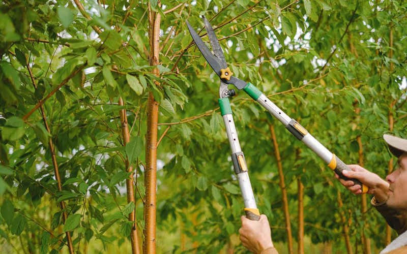 Tree trimming in Autryville, NC